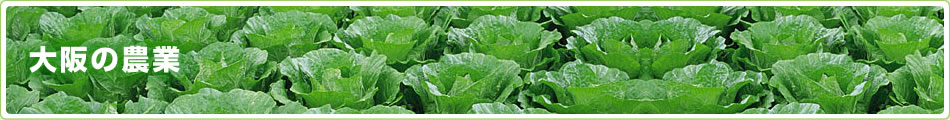 大阪の農業 / なにわの伝統野菜（24品目）